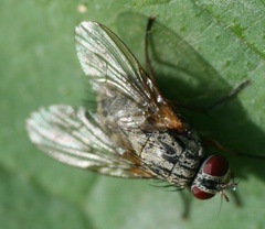 Phaonia valida