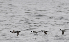 Synthliboramphus antiquus