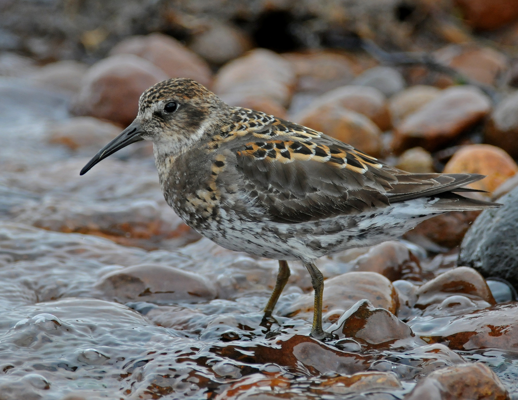 Rock Sandpiper photo