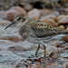 Rock Sandpiper - Photo (c) Steven Mlodinow, some rights reserved (CC BY-NC), uploaded by Steven Mlodinow