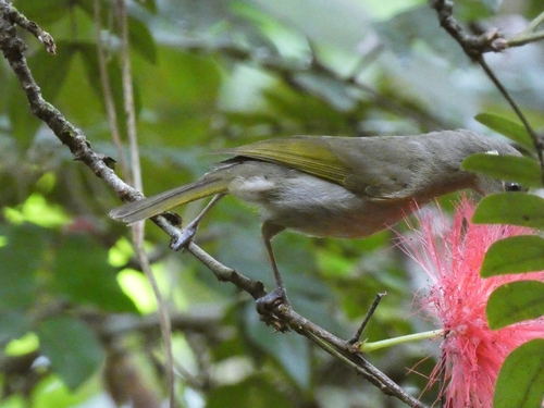 Cryptic Honeyeater (Meliphaga imitatrix), photo 9