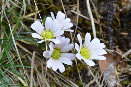 Callianthemum (Callianthemum anemonoides)