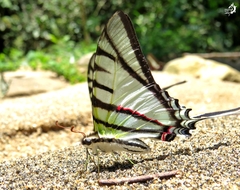 Protesilaus stenodesmus