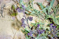 Anchusa hybrida