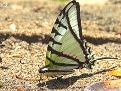 Protesilaus stenodesmus