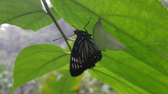 Euripus nyctelius