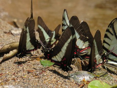 Protographium asius
