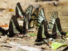 Protographium asius
