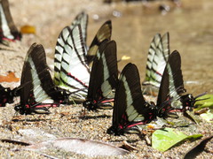 Protographium asius