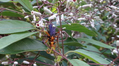 Leptodialepis bipartitus