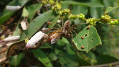 Dendrolycosa robusta