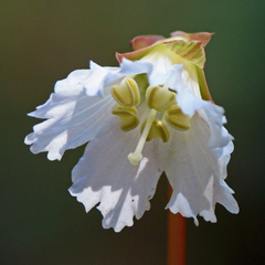 Shortia galacifolia