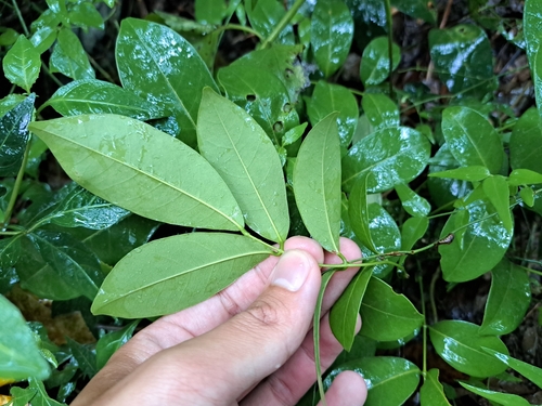 Derris laxiflora, photograph 5