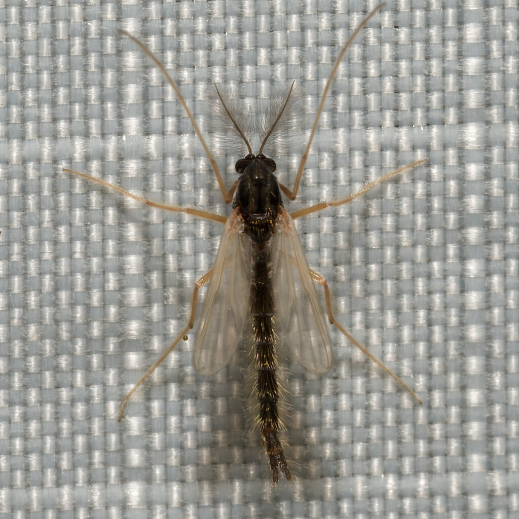 Polypedilum nubeculosum