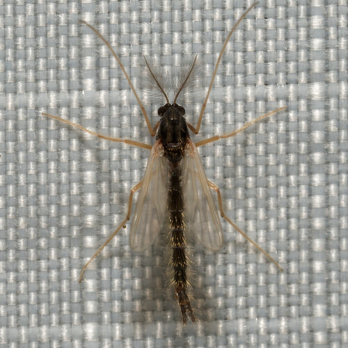 Polypedilum nubeculosum