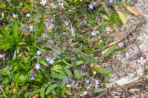 Anchusa crispa, photograph 5