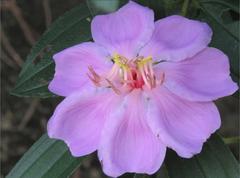 Melastoma sanguineum