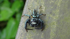 Thiania