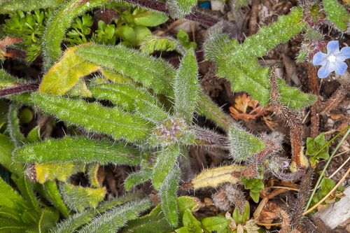 Anchusa crispa, photograph 3