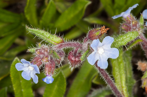 Anchusa crispa, photograph 2