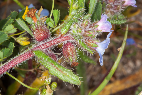 Anchusa crispa, photograph 4