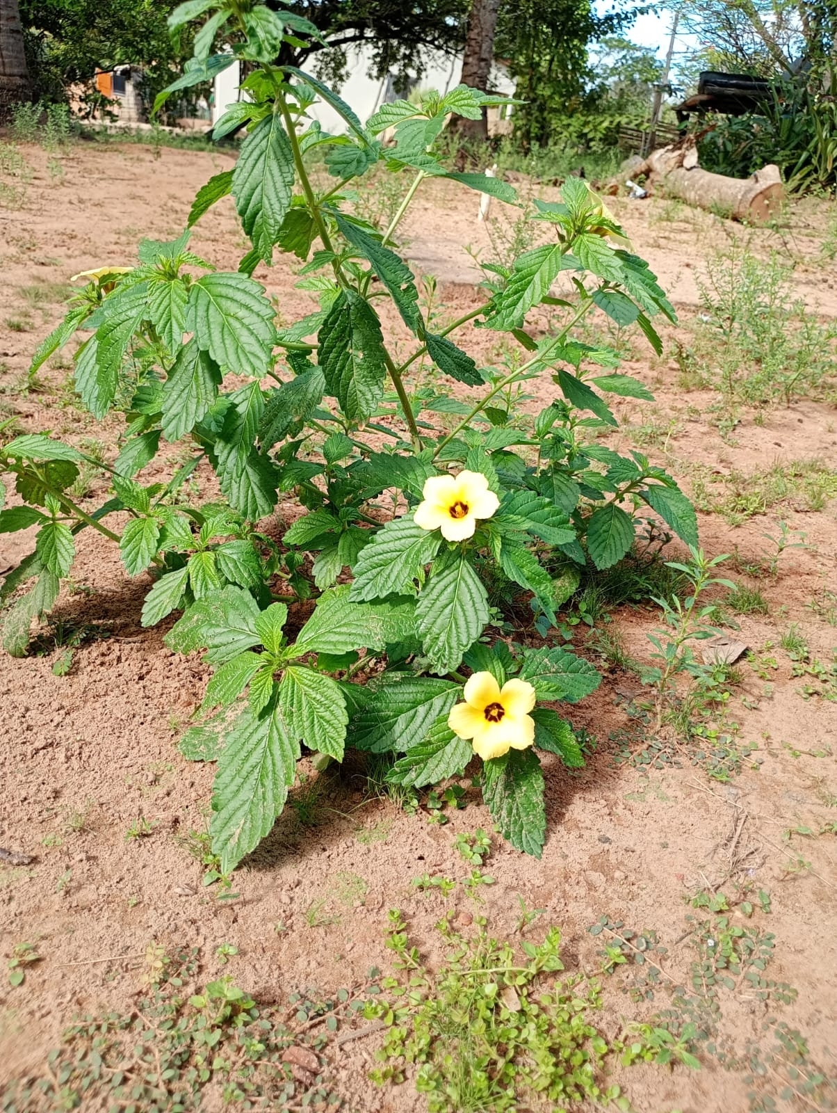 Turnera subulata