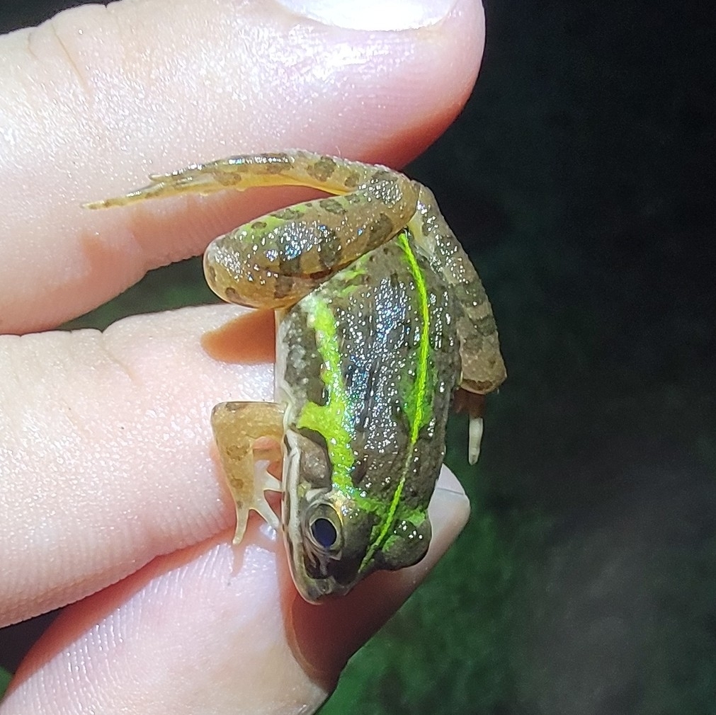 Indian Bull Frog