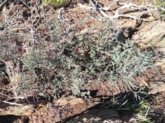 Indigofera nigromontana