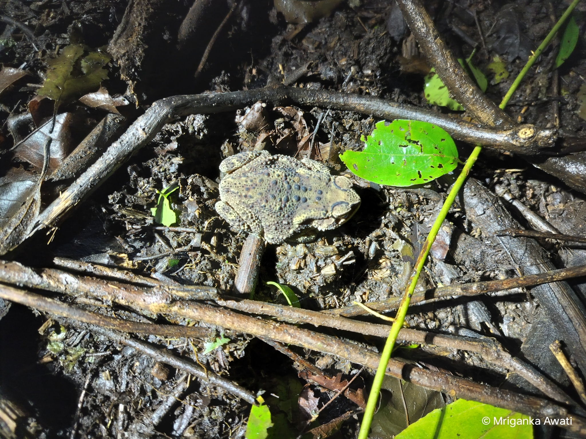 Indian Common True Toad