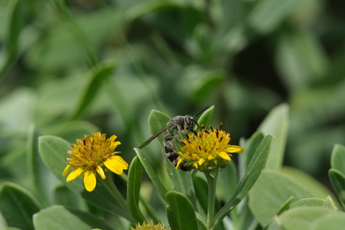 Feather-legged Scoliid Wasp photo 4