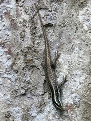 Dasia vittata