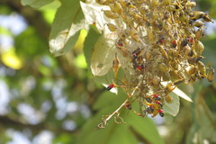 Bocconia frutescens