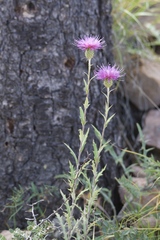 Cirsium wheeleri