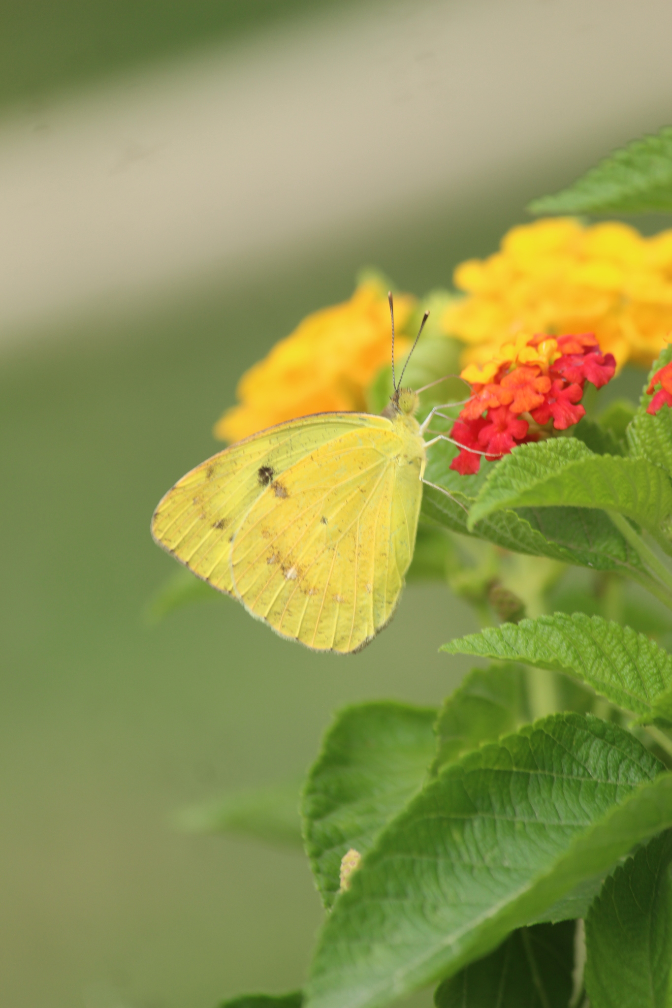 Yellow Orange-Tip
