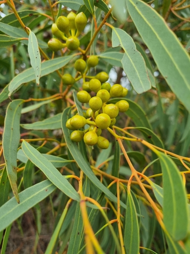 Salmon White Gum (Eucalyptus lane)