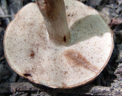 Tylopilus minor