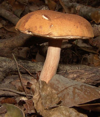 Tylopilus minor