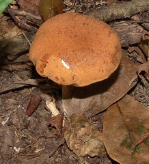 Tylopilus minor