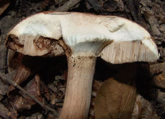 Tylopilus minor