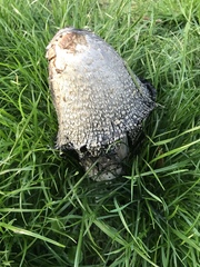 Coprinellus flocculosus