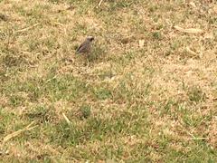 Pseudonigrita arnaudi