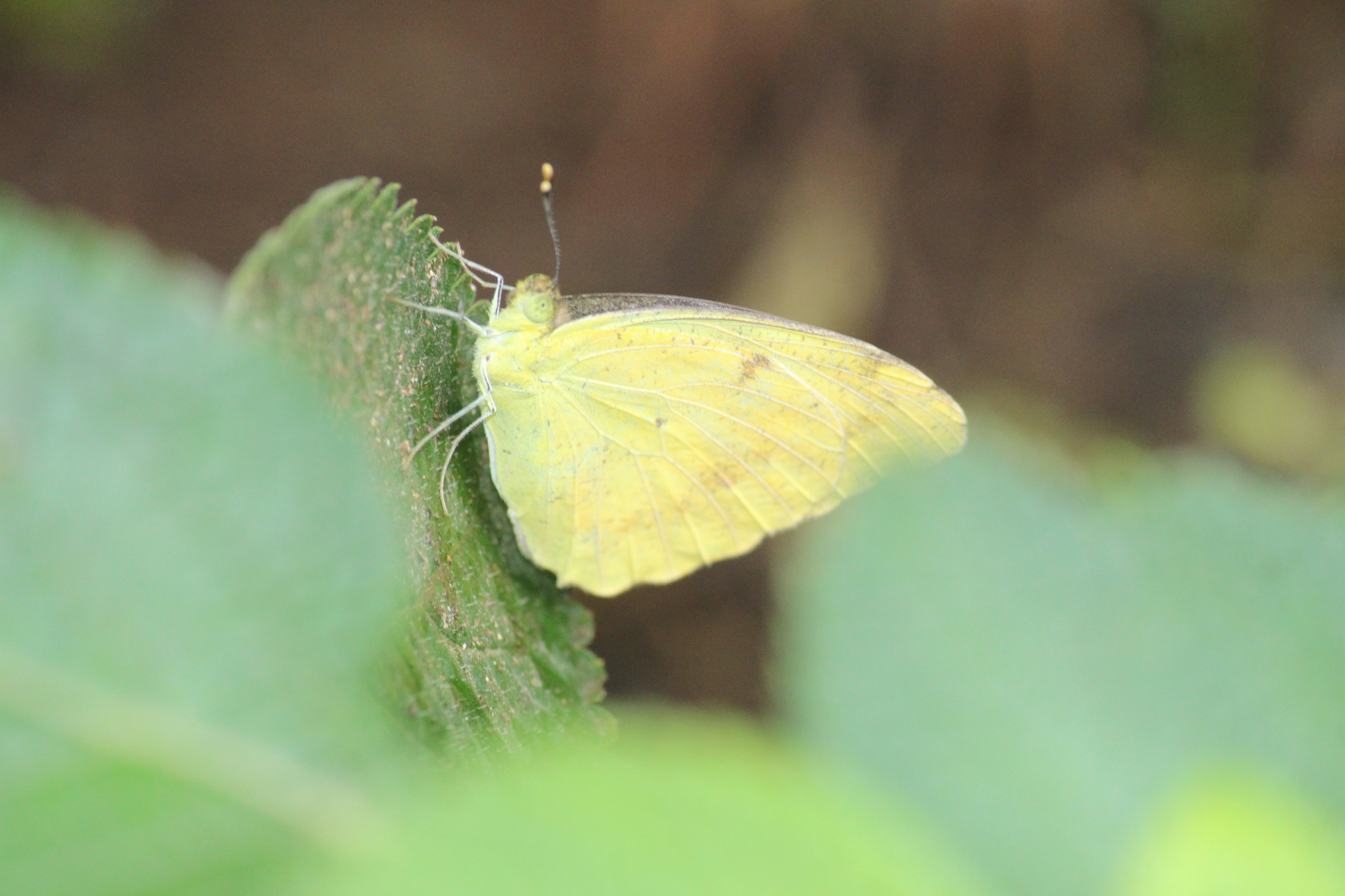 Yellow Orange-Tip