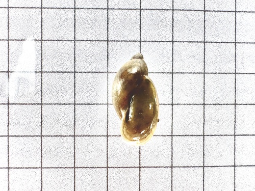 Radix plicatula observed 2025-07-08