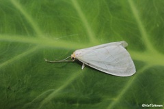 Leuculodes lacteolaria