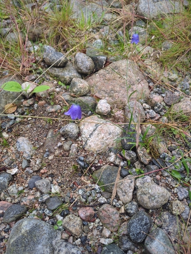Common Harebell