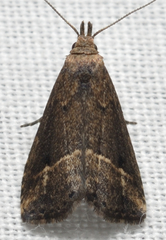 Schrankia macula