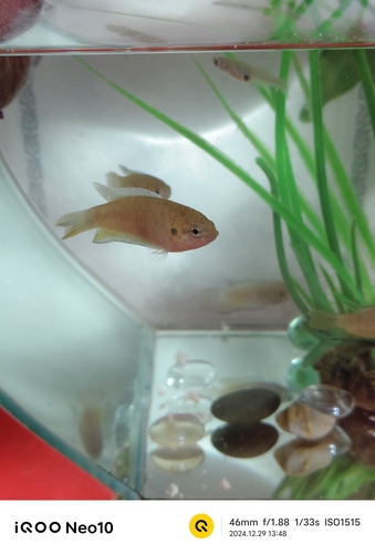 Fork Tailed Paradisefish