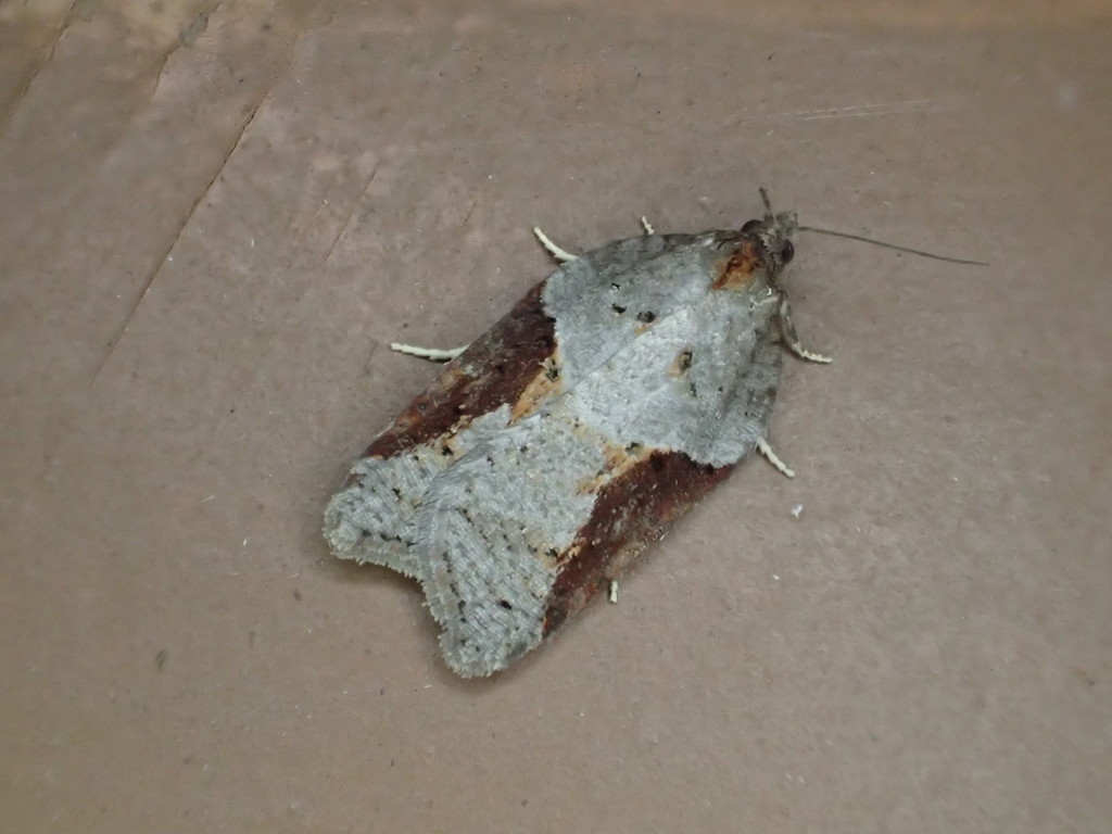 MacDunnough's Acleris