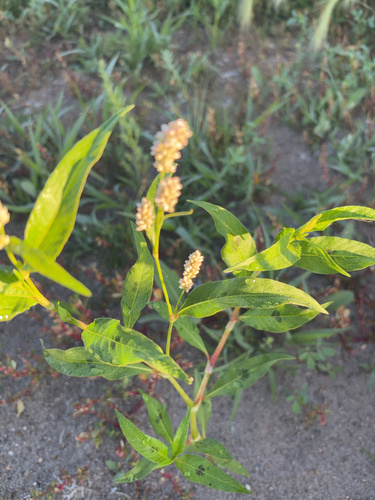 pale smartweed
