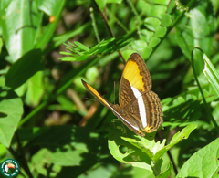 Adelpha cytherea